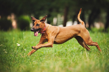 Rhodesian Ridgeback dog running in summer