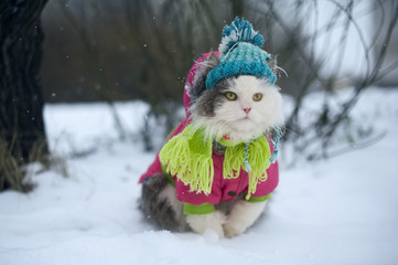 cat in winter clothes on a walk