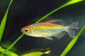 Congo tetra fish in aquarium.