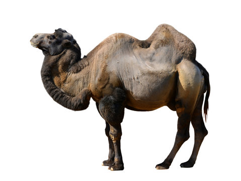 camel isolated on a white background