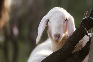 lamb © guerrieroale