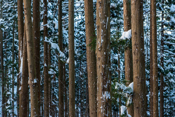 Fototapeta premium Snowy Cedar Forest