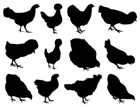 Illustration of different hens isolated on white