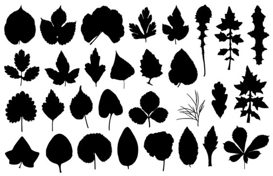 Fototapeta Set of different leaves isolated on white