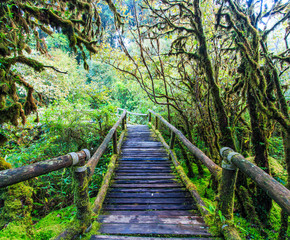 Passage in the primeval forest with sunlight.