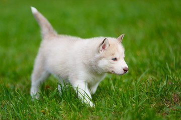Husky puppy on a green grass