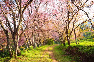 Fototapeta na wymiar Sakura Flowers in Spring Season