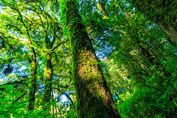 Naklejka premium Green forest in primeval forest