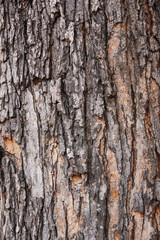 bark texture