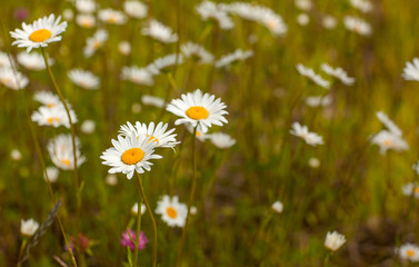 chamomile