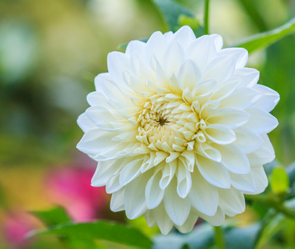 Fototapeta Dahlia