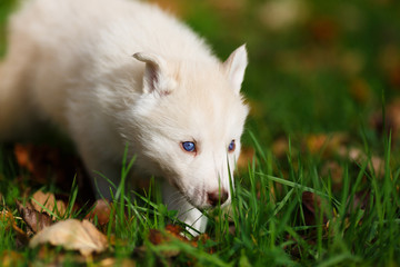 Obraz premium Husky on green grass