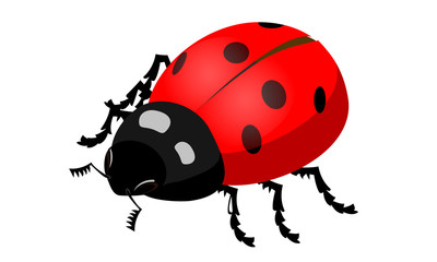 Божья коровка.
