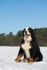 Berner sennen hund in snow