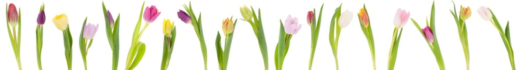 Banner of tulips