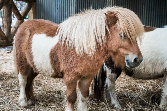 Brown miniature horse with long hair