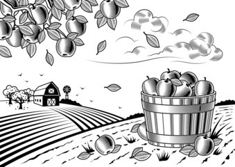 Apple harvest landscape black and white
