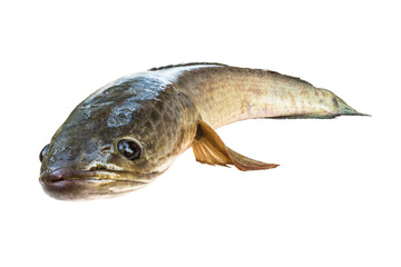 striped snakehead fish  isolated on white with clipping path