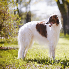 Fototapeta premium Borzoi.