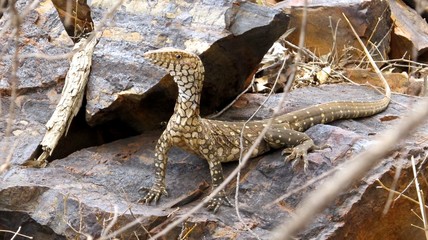 Monitor Lizard