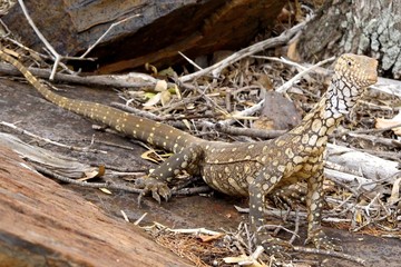 Monitor Lizard
