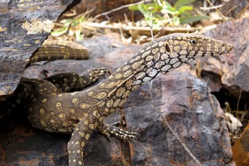 Monitor Lizard