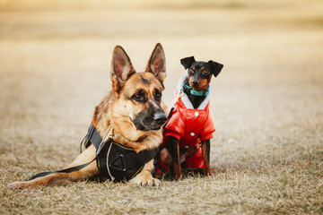 Brown German Sheepdog And Black Miniature Pinscher  Pincher Layi