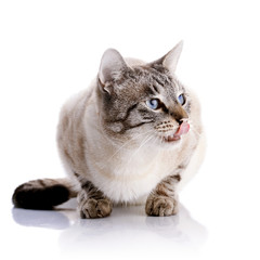 Licking lips striped cat with blue eyes.