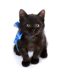 Black kitty with a blue bow.