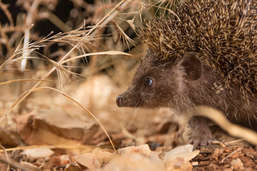 cute headghog, at night