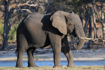 Elefant am Wasser