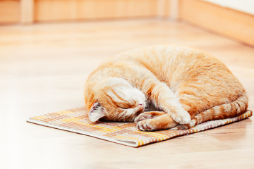 Peaceful Orange Red Tabby Cat Male Kitten Sleeping In His Bed On