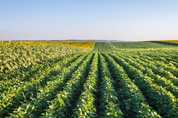 Soybean Field