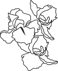 цветы ирисы