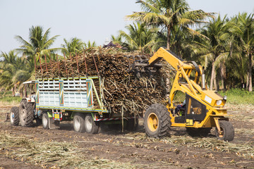 sugarcane truck