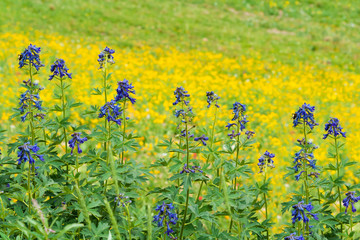 Purple and Yellow Wild Flowers