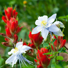 Wildflowers Blooming in Colorado Summer