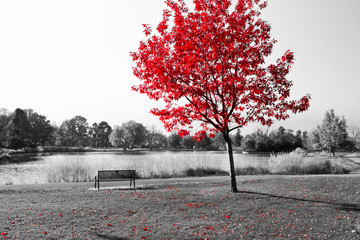 Plakaty  Czerwone drzewo nad ławką w parku