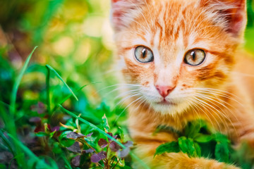 Naklejka na ściany i meble Young Kitten Is Hunting On Green Grass