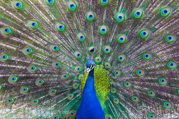 Obraz premium Portrait of beautiful peacock with feathers out.