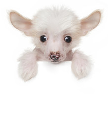 Funny cute Chinese crested puppy above white banner