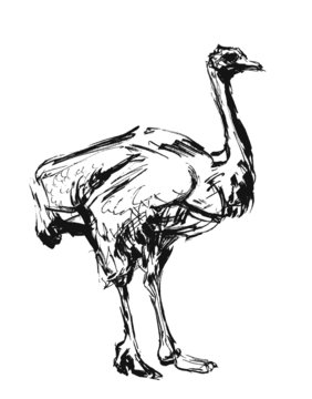 Ostrich. Ink sketch.