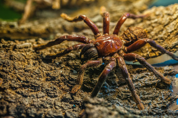 Tarantula