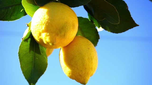 fresh lemons in sunlight and blue sky