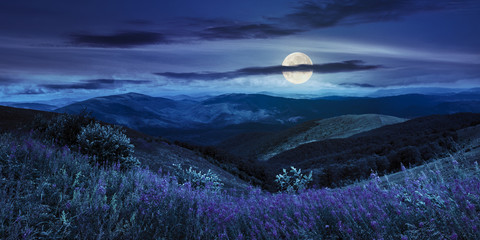 wild flowers on the mountain top at night