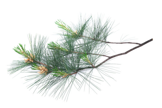 Arolla pine
