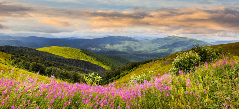 wild flowers on the mountain top at sunrise