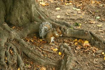 Squirrel Central Park