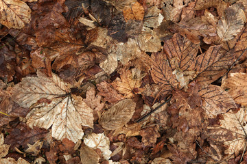 Old autumn leaves. Background texture.