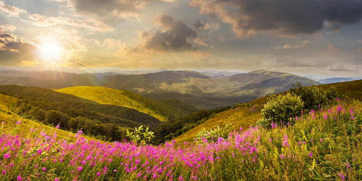 wild flowers on the mountain top at sunset